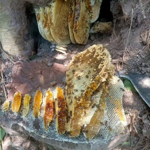 白沙县大自然野外蜂蜜