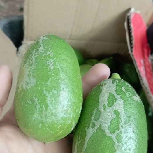 广西香水柠檬次果二级果