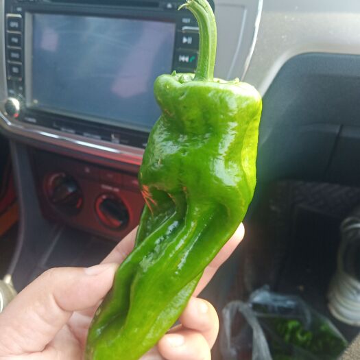 天津薄皮椒，即将大量采摘。微辣皮薄，