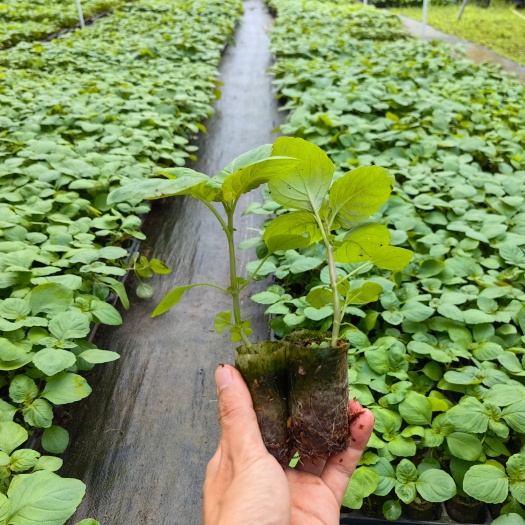 遂溪县广霍香中药材