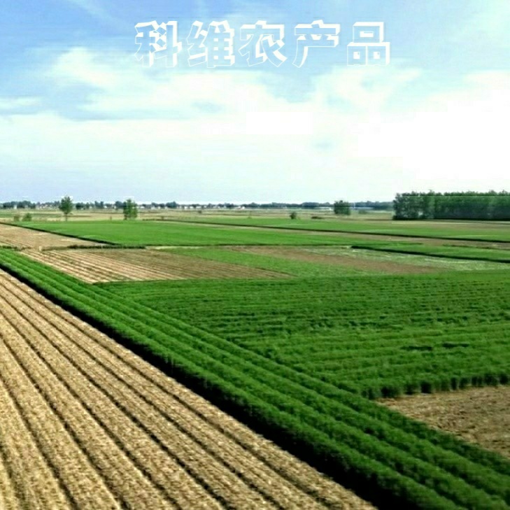 科維農(nóng)產(chǎn)品購銷中心