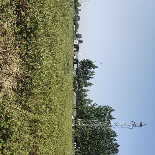 襄樊30亩老鹳草，按需采收，需要的老板请电联