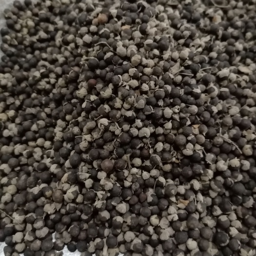 蔓荆子，江西蔓荆子，现货供应，鲁赣中药材批发