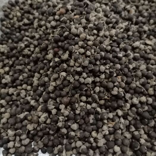 鄄城县蔓荆子，江西蔓荆子，现货供应，鲁赣中药材批发