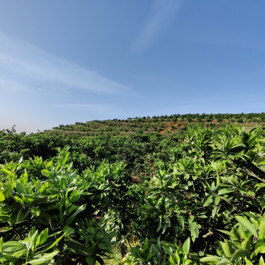 永修县稳定年盈利40万200亩成熟果园整转，还有27年，有意者私聊