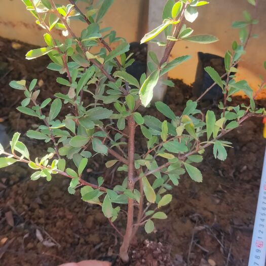宜良县火棘  火把果  火棘种植销售
