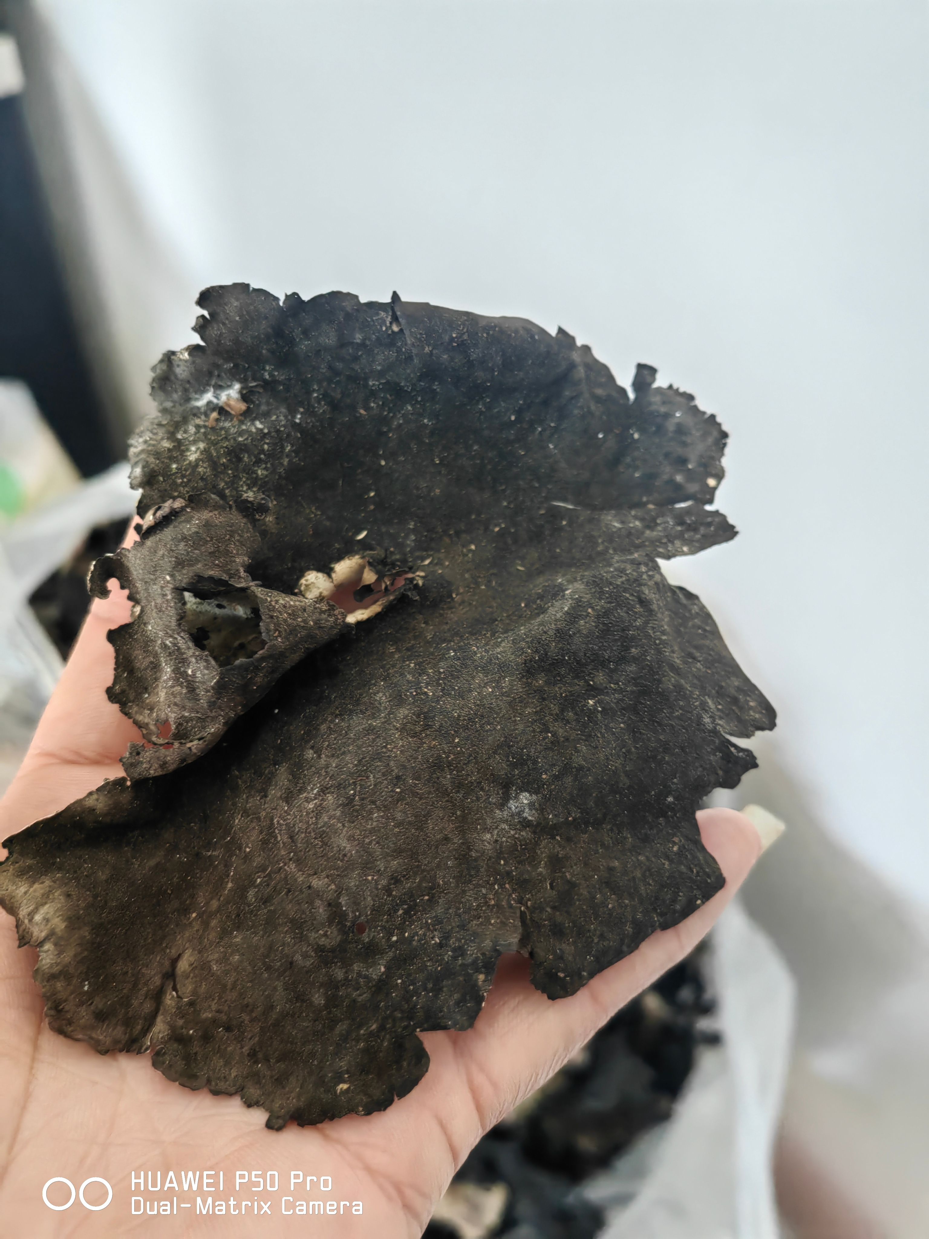 贡山独龙族怒族自治县石耳 石木耳 岩耳