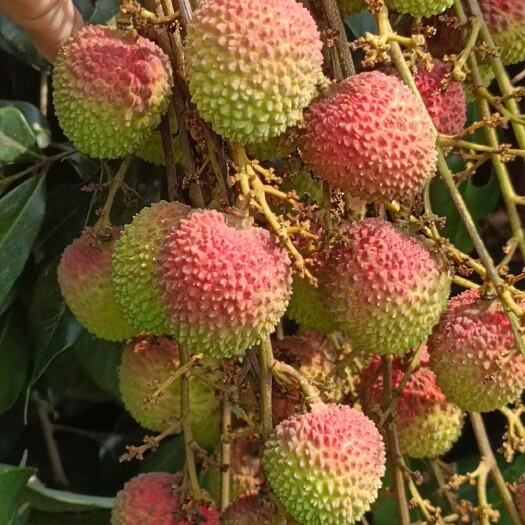 廉江市妃子笑荔枝桂味荔枝白糖罂荔枝荔枝荔枝王全国发货电话联系