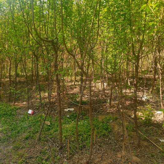 绛县一公分山杏，杏树山西基地！