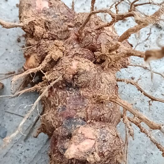 连南县新鲜白肉土茯苓