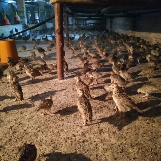 灵山县七彩山鸡脱温苗