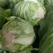 海安市牛心甘蓝