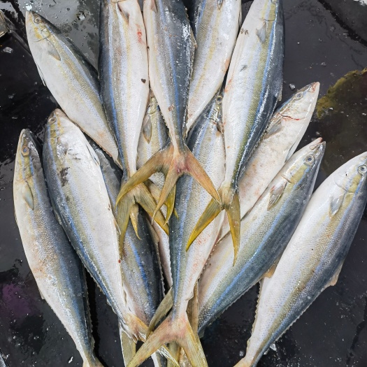 珠海海钓拉伦鱼 即钓即放血的刺身级 船靠岸当晚发货 刺身、香煎