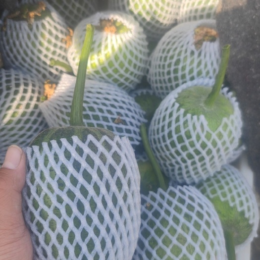 寿光市精品苹果丝瓜，丝瓜，丝瓜