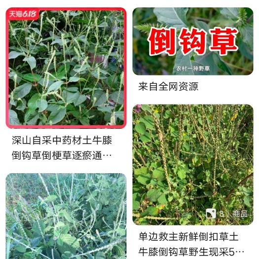 倒勾草土牛膝