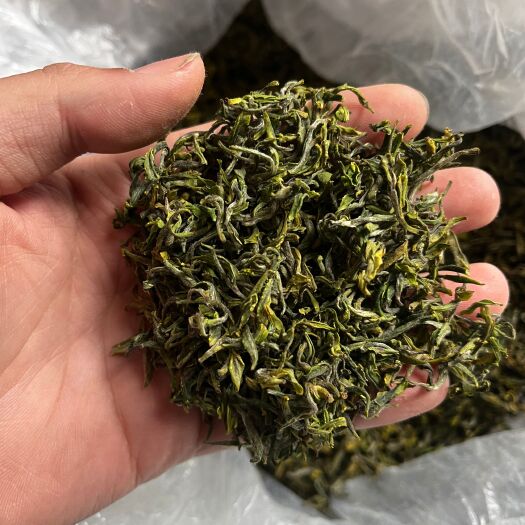日照日照绿茶开园茶