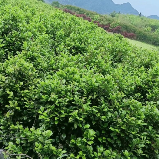 慈利县茶花:六角大红和七芯多蕊茶花