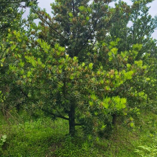 建瓯市低价处理大量罗汉松10公分的  量大可优惠