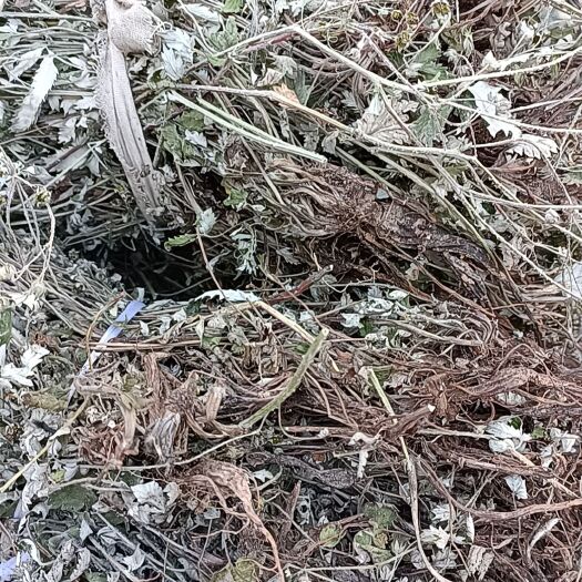商城县翻白草水洗新货自然晒干无硫熏大山里采挖的2023批发零售