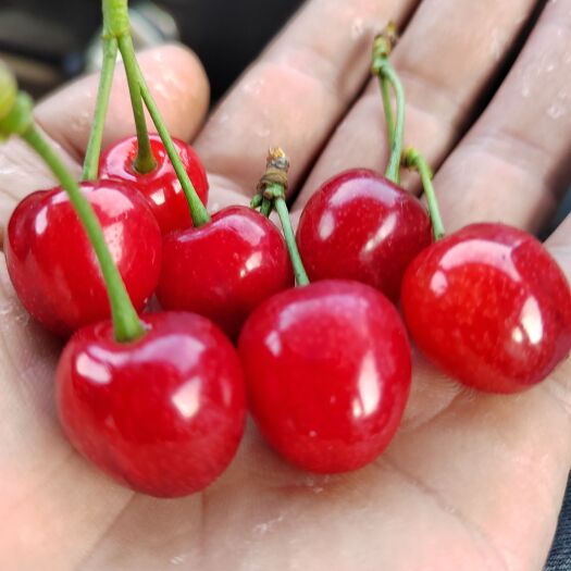 纳雍县贵州高山露天玛瑙红樱桃，只做批发详聊。
