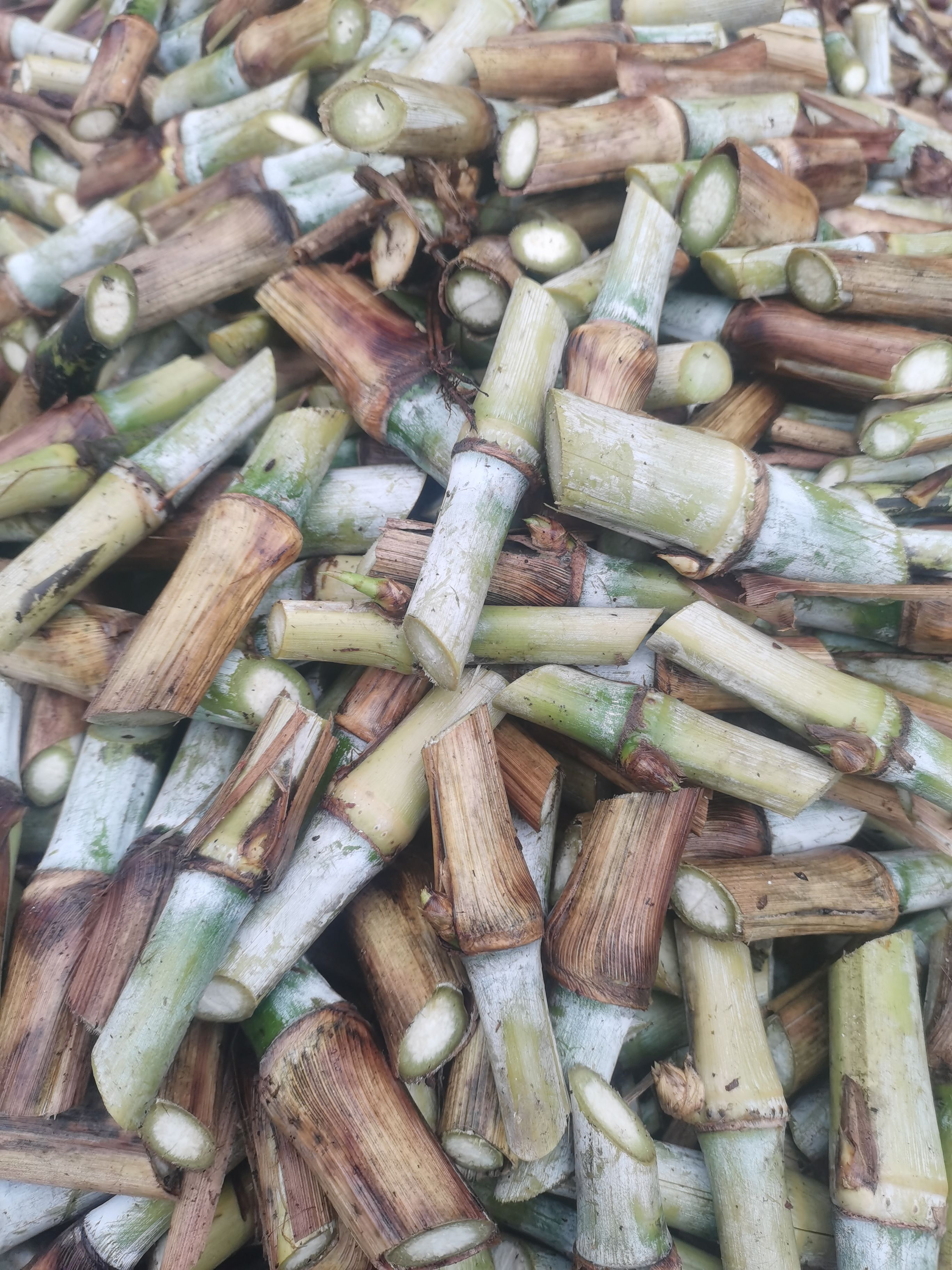 紫云苗族布依族自治县甜象草种节