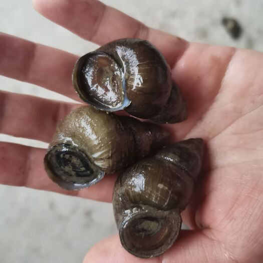 仙桃市淡水螺，石螺