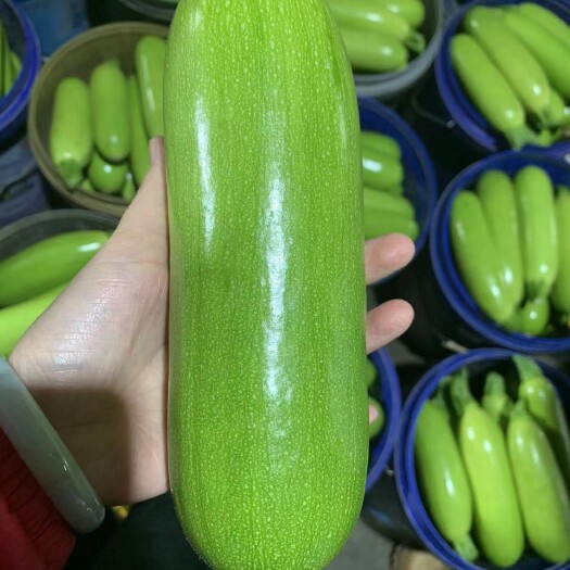 寿光市西葫芦