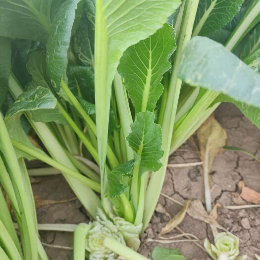 鄄城县小白菜