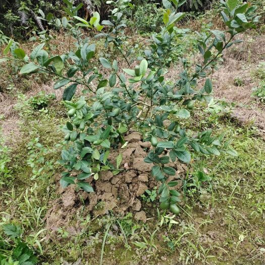灵山县香水柠檬苗（半年树）