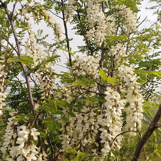 成县洋槐花甘肃省陇南市农家采摘新鲜洋槐花洋槐花骨朵
