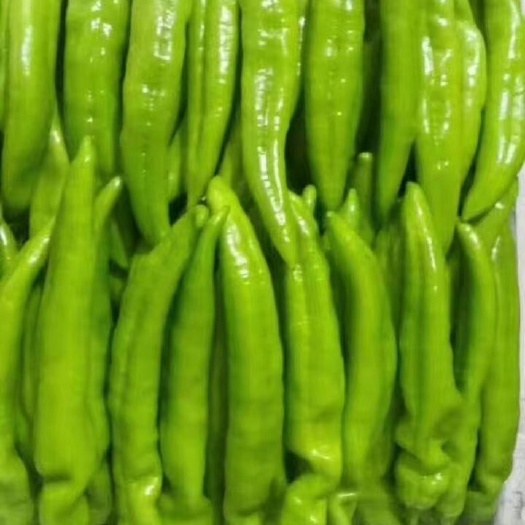 寿光市寿光蔬菜进入产销旺季，祥佳蔬菜合作社大量供应优质蔬菜