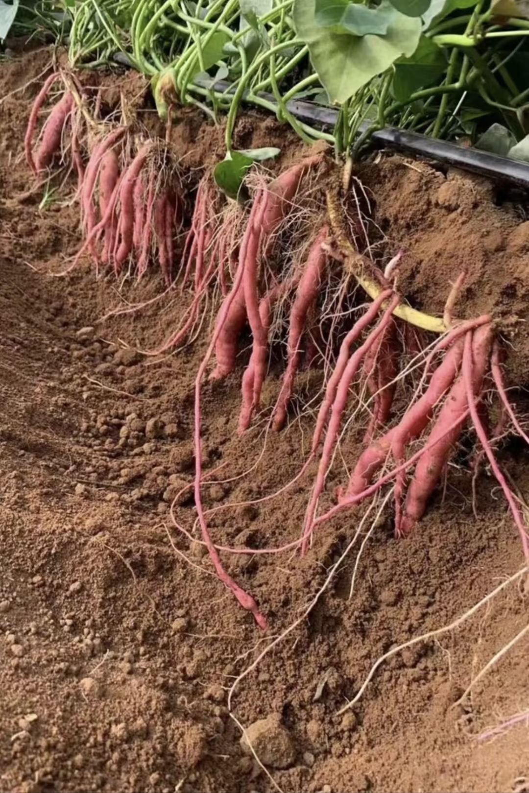 牧百果薯满库红薯控旺套盒 控制旺长 促进膨大增加品质