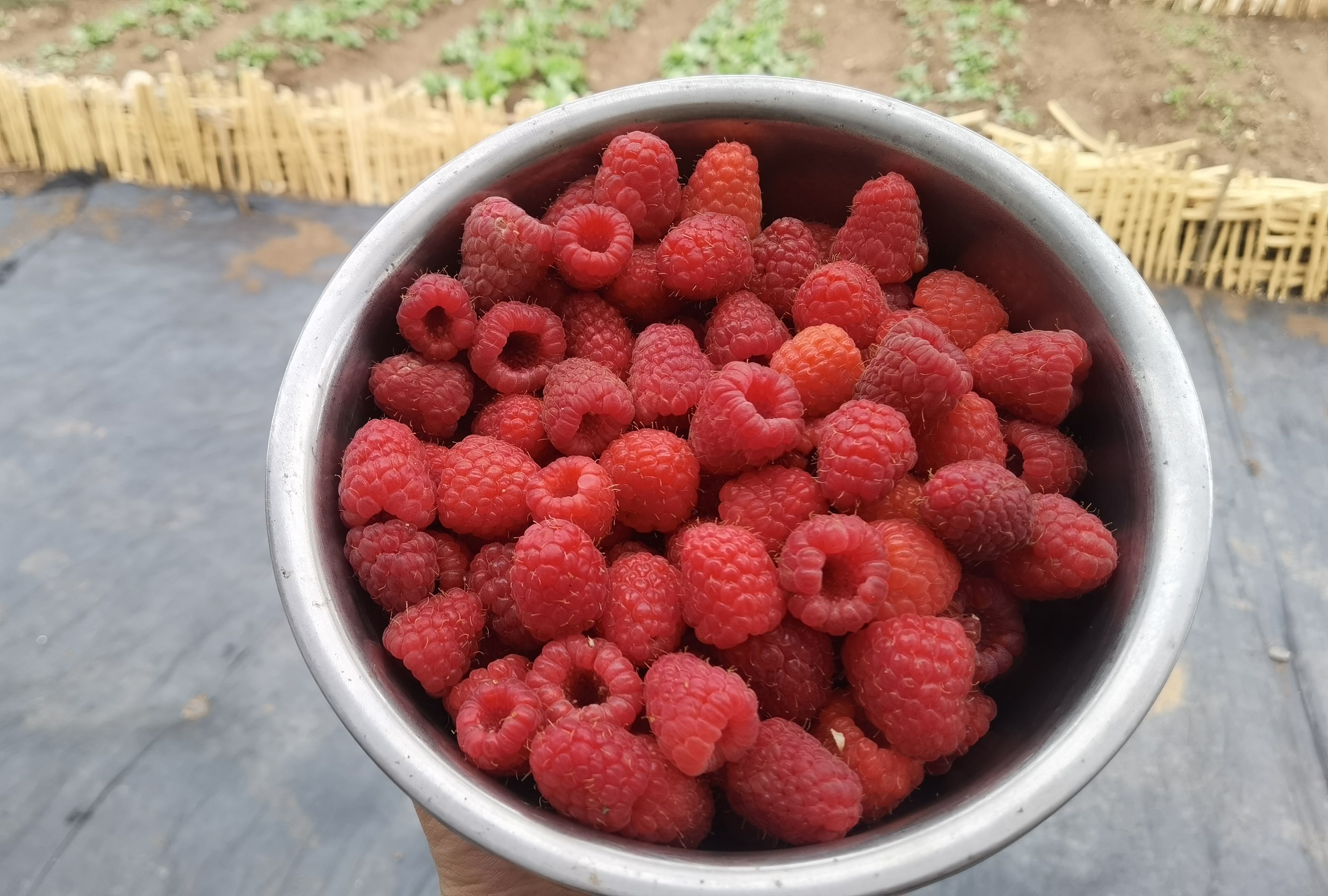 蒙自市云南树莓鲜果，鲜食树莓