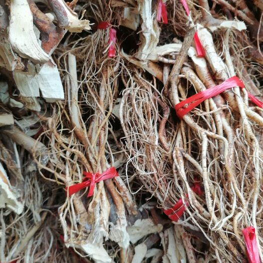 玉林五指毛桃长扎把，种植的的，都有，需要可以直接拍单