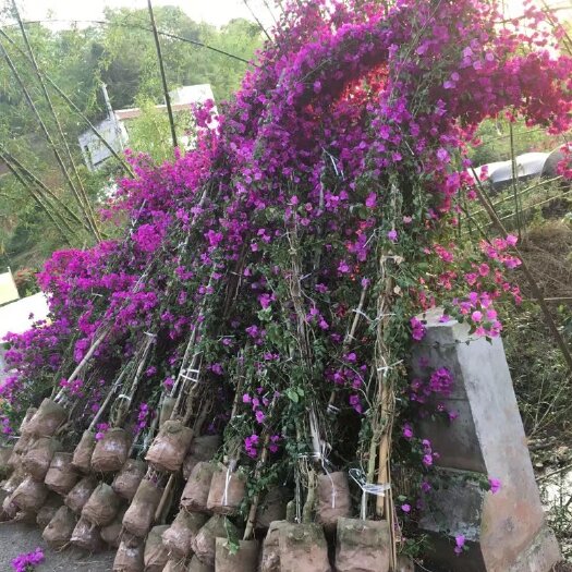 2－5米高紫色三角梅多枝藤蔓