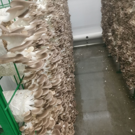 关岭县秀珍菇