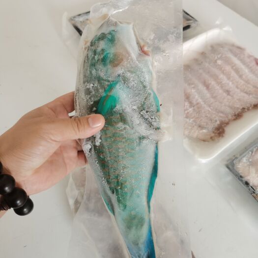 琼海市西沙红衣鱼-活杀极冻红衣鱼批发尽在锦福益海