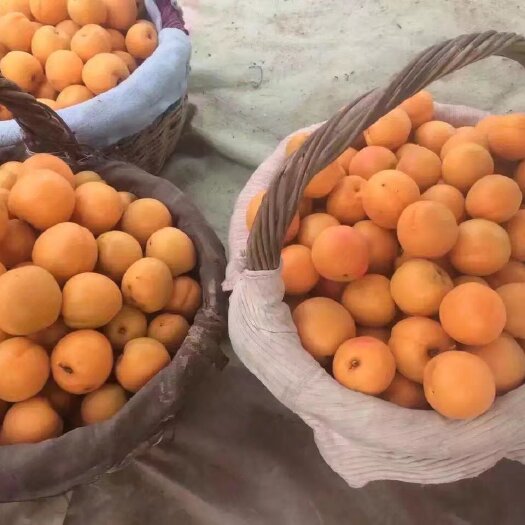 砀山县自产自销金太阳黄金杏