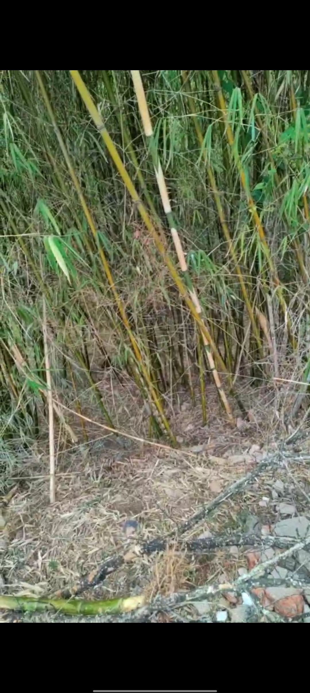 实心竹，玉竹