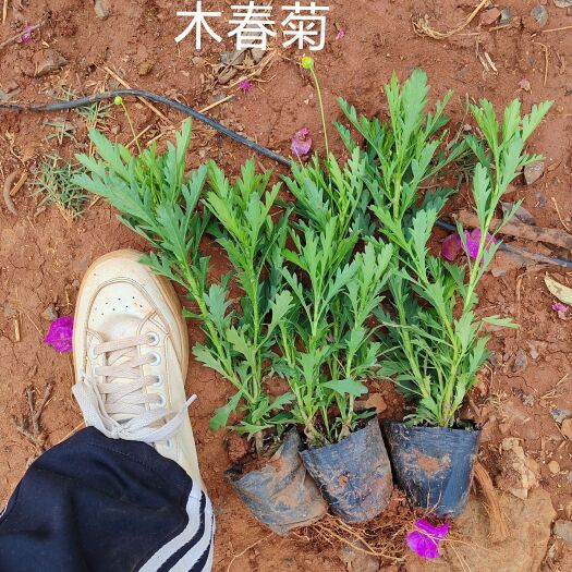 昆明木春菊