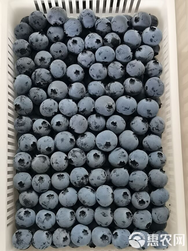 山东新鲜蓝莓大量上市品种多，规格齐全，货源充足，支持全国代发