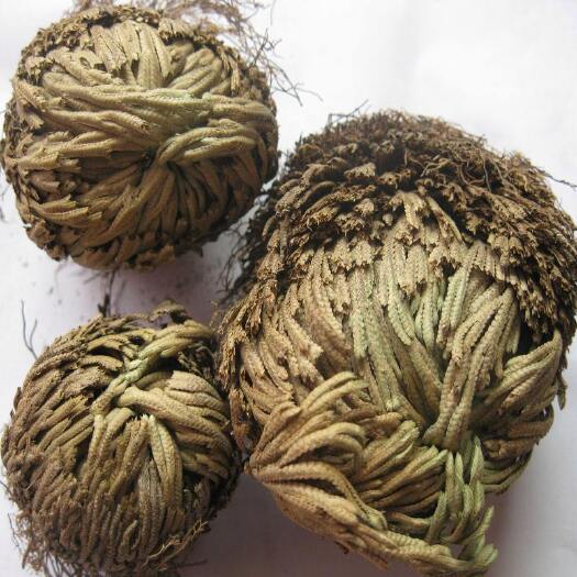 阿荣旗卷栢九死还魂草量大优惠