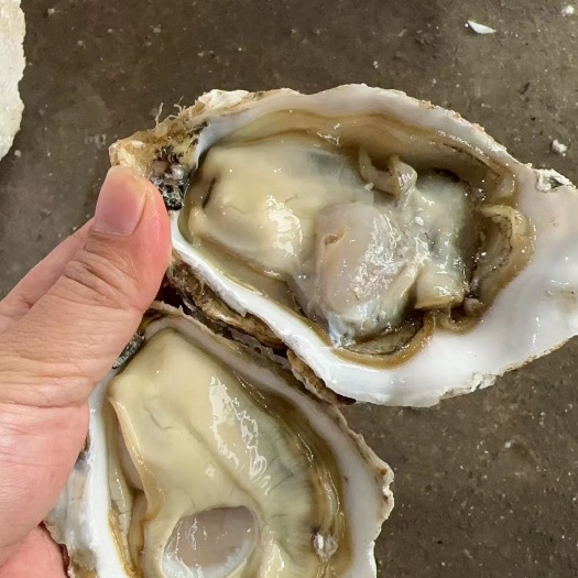 《大规格》精品乳山三倍体！壳薄肉肥！净化生蚝！刺身！产地直销