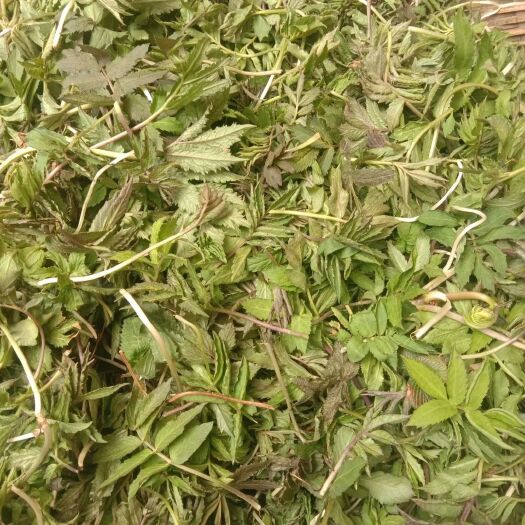木里县山野菜