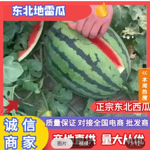 乾安县西瓜：绿色西瓜，甜王，京欣，庆红，林丰系列。地雷