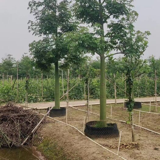 中山市绿化树   大腹木棉树