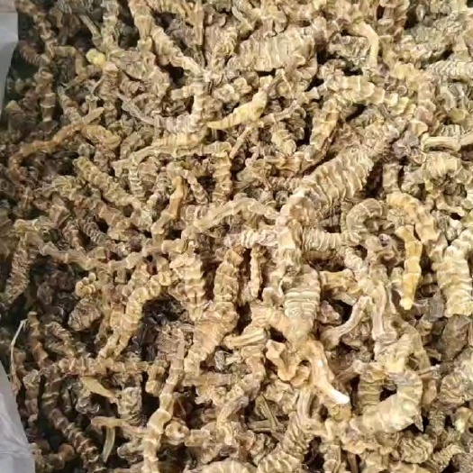 玉林地参虫草参批发散装一手货源