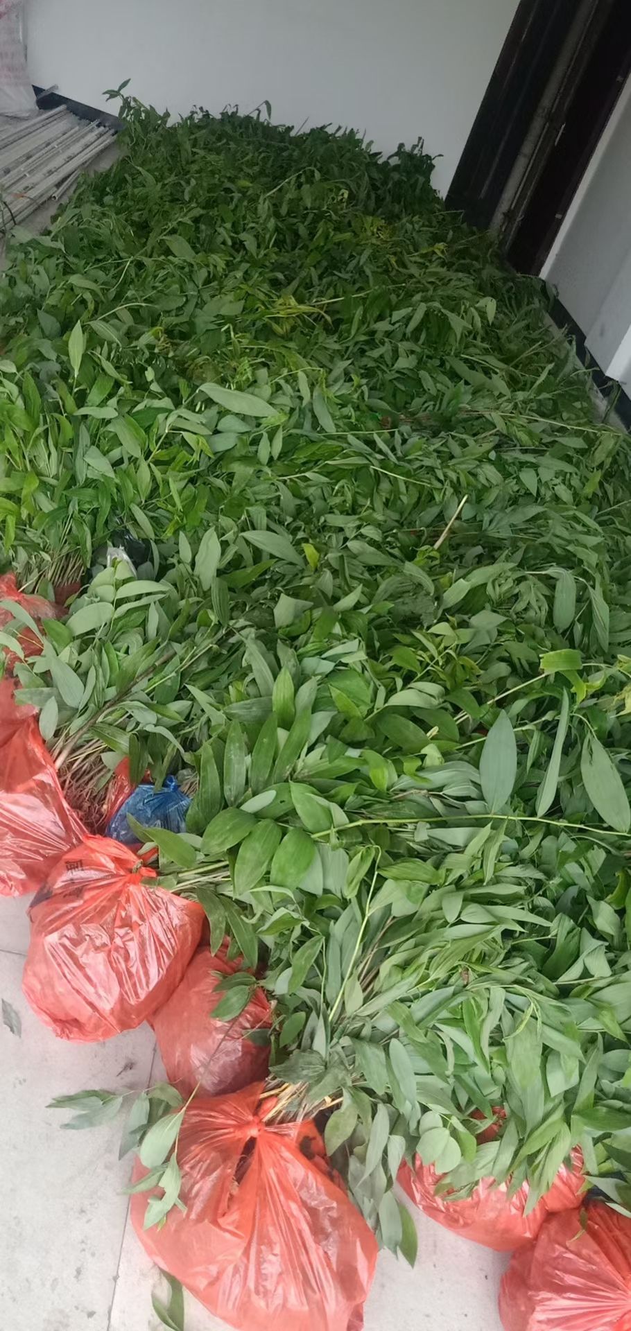 黄精种苗  姜型多花甜入药典品种