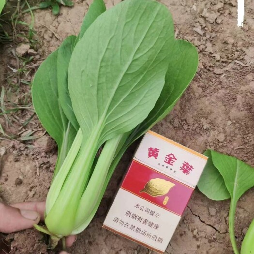 商丘精品上海青。