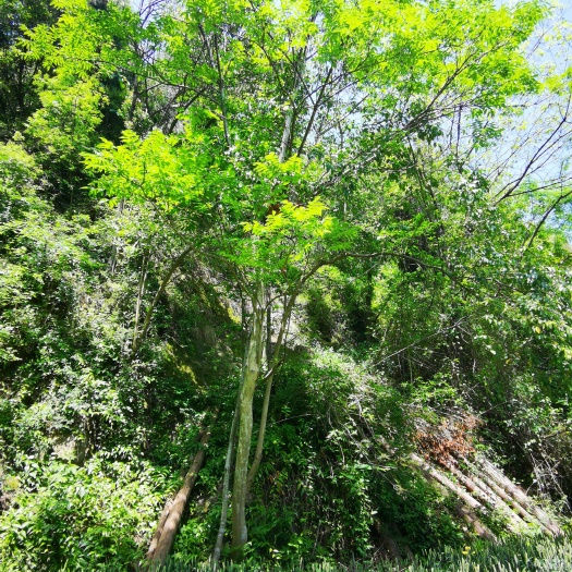 阆中市川黄柏